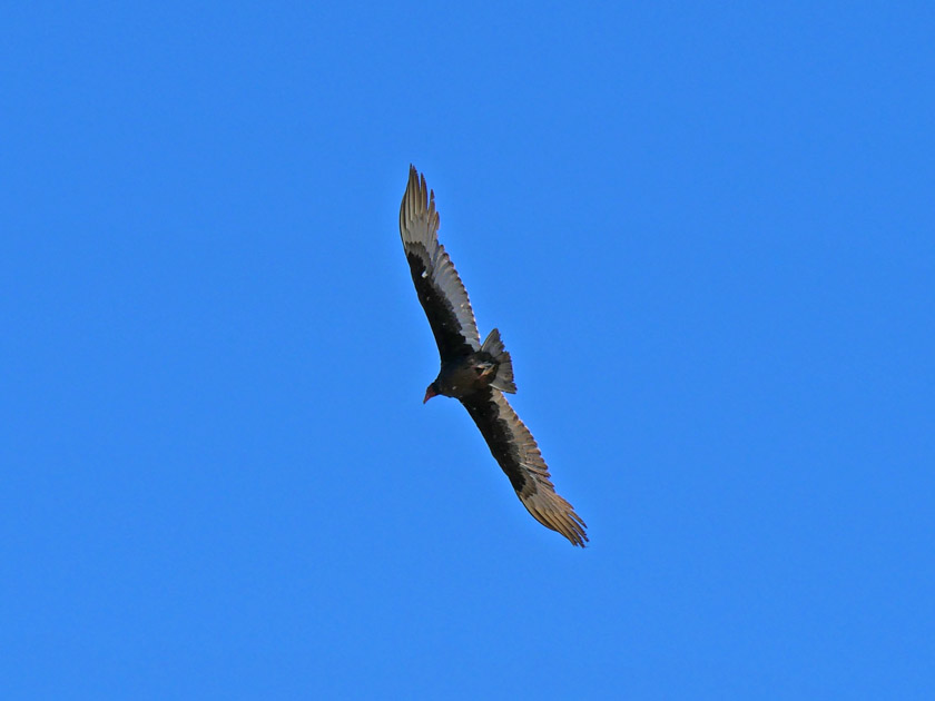Unidentified Bird Above Fort Taylor