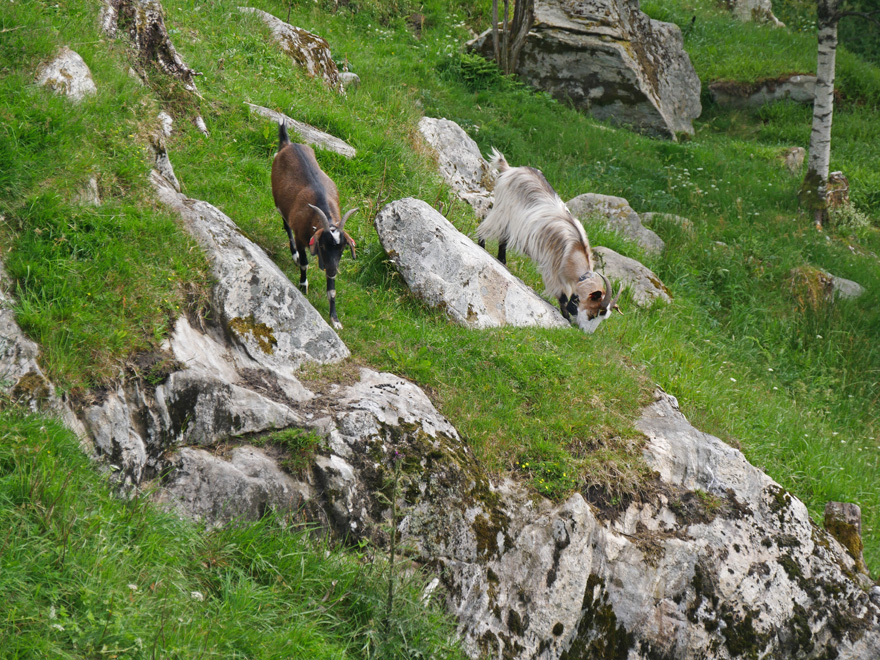 Wandering Goats on Trail Down Mount Fl&oslash;yen