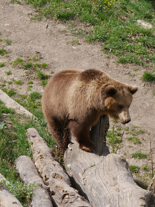 One of Bern City Bears at the New B&auml;rengraben